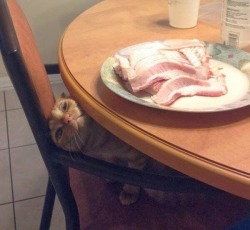 catasters:  Wake Up And Smell The Bacon