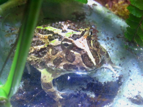 Oscar the grouch. My current pacman frog. Not sure if it’s male or female. They had a reputation at 