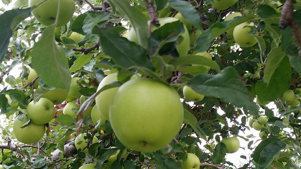 Organic Hawaii Apples are coming to a weekend market near you! These delicious apples have a pineapple aroma and are exclusive to our farm!