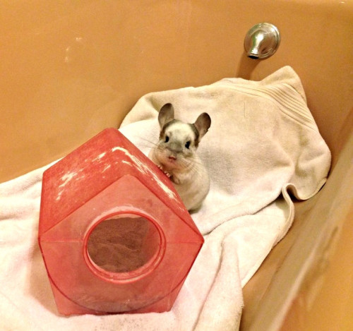 cute-overload:  since we’re mixing it up with animals this week, here’s my chinchilla and her dust bathhttp://cute-overload.tumblr.com 