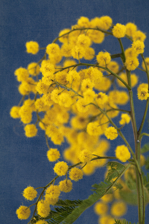 stanford-photography:  Longing For Springtime