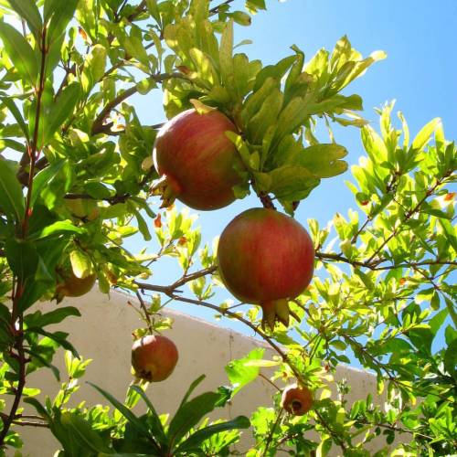 #pomegranates! ❤ #Rhodes #Greece #visitgreece #latergram #august #travelsoul #travel #instatravel #v