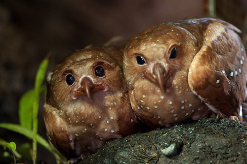 libutron:Oilbirds - An extreme example of a low light-level lifestyle among flying birdsIn all eye t