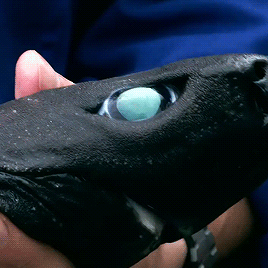 gentlesharks:The Lantern shark is one of only three types of shark that can produce