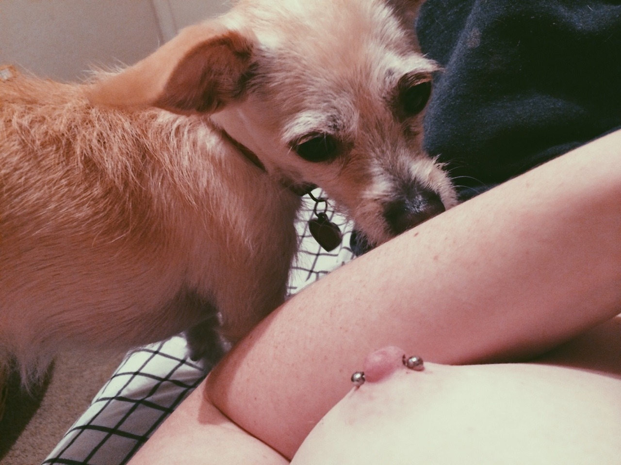 carleecochina:  Darla’s v confused about my nipple piercings
