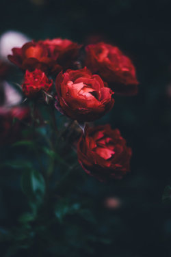 drxgonfly:  (by Annie Spratt)