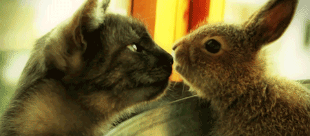 D'aww