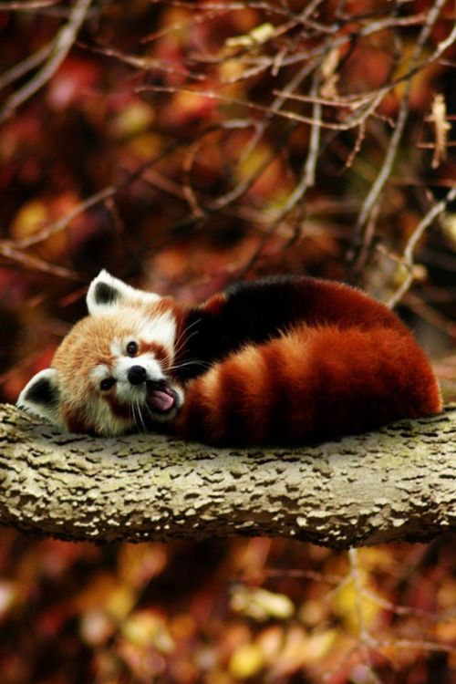 lethal-corruption:wildlife-experience:Red Pandas Time!!!Pabu! :3