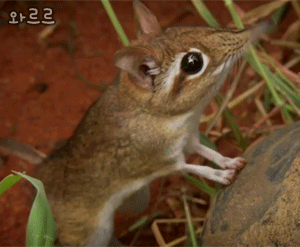 miss-nerdgasmz:  irregulartangerine:  LADIES, GENTLEMEN, AND PEOPLE WHO DON’T FALL UNDER EITHER OF THOSE CATEGORIES,  this is an elephant shrew. it’s adorable and i just wanted to shower you with little gifs of it because look at it. look at it’s