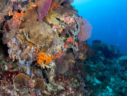 lifeunderthewaves:  Wild forest by scubaponnie Varieties of corals and seafans growing on a wall looking like a wild forest.  Awesome