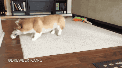 gifsboom:  Drewbert the corgi vs. BB-8. [video] [Drewbert Corgi] 