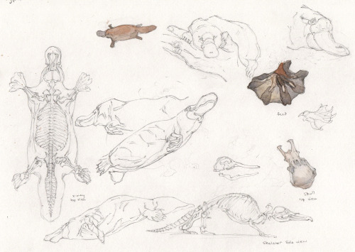 Studies of the platypus 