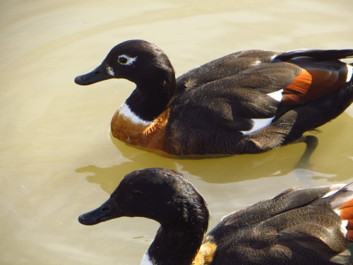 A few beautiful Australian Shelducks at WWT Slimbridge, looking super glossy and gorgeous in the sun