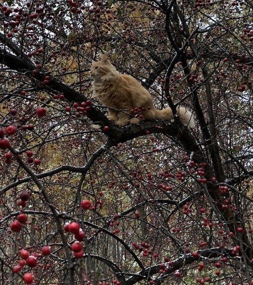 picturetakingguy:Butter owns this crabapple tree…even when it starts to snow