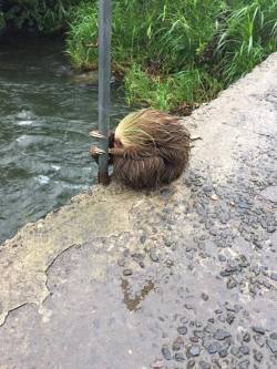 bentleming: awwww-cute:  Sloth in Costa Rica holding tight after Otto Hurricane! (Source: http://ift.tt/2g0OTX7)  @sharpieshark dawwwee