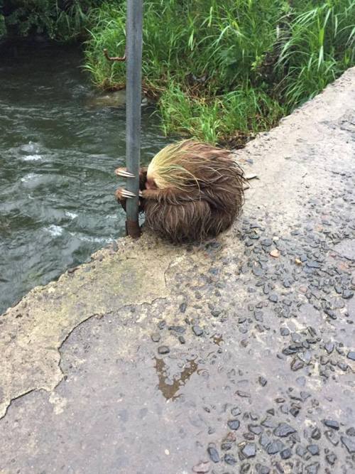 awwww-cute: Sloth in Costa Rica holding tight after Otto Hurricane! (Source: http://ift.tt/2g0OTX7)