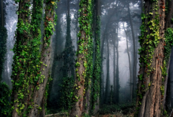 tulipnight:  fog lifting by jody miller 