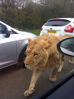 c-oo-l-potatoes:  Making my way downtown, walking fast, faces pass and I’m home bound. 