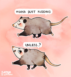 methargicism: sergle:  sergle: I was choosing between these two possum prance poses and then I saw an Opportunity   possums r such cute animals… 