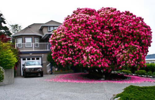 CultureIMAGES: Stunning Trees 125+ Year Old Rhododendron Tree, Ladysmith, British Columbia, Canada  