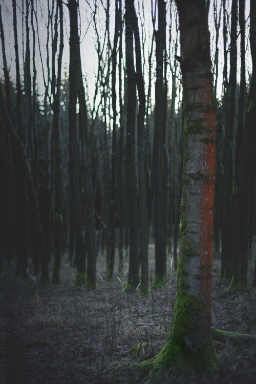 rudolfvlcek:Bare Forest