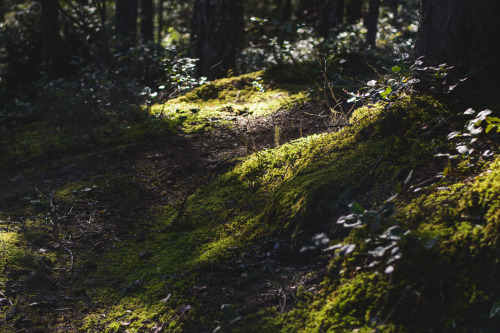 darkcoastphotography: Haslam Trail, TransCanada Trail, Vancouver Island, British Columbiatumblr | fl