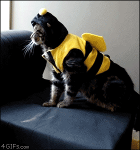 funny-gifs-videos:  This is Crazy Funnyhttp://www.youtube.com/watch?v=kBFj3FlrxJQ