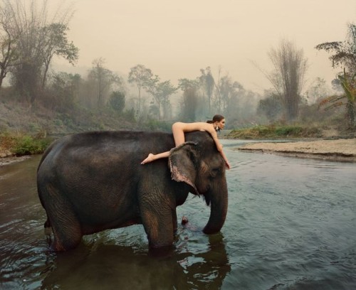 naturistelyon:Elephant