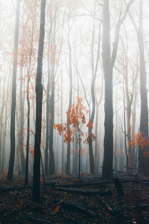 hullocolin: Dandenong Ranges National Park, Australia Instagram | Tumblr | Website