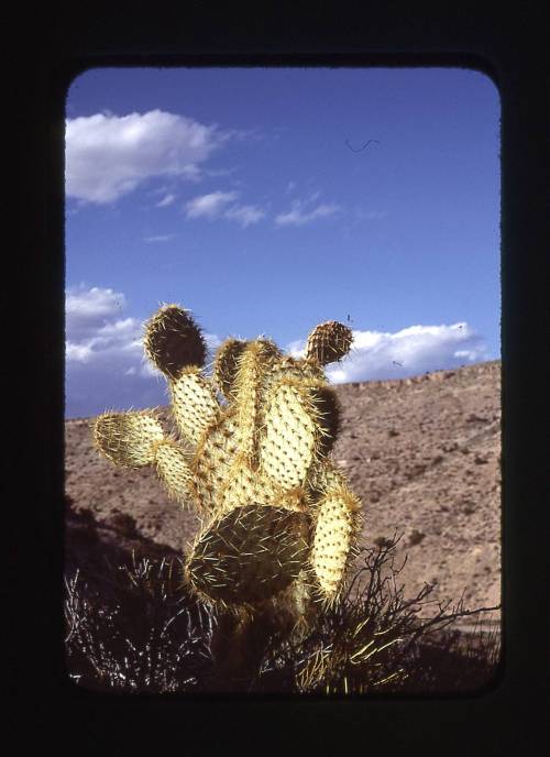 may 1979 / arizona