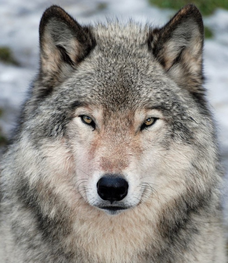 beautiful-wildlife:  Handsome by shelley Jacques 