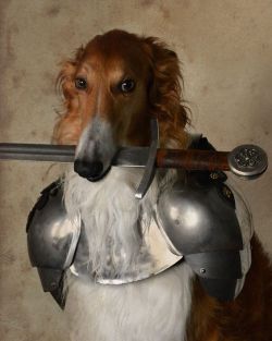 gooeygarbage:  deepbluefeeling:  fairytales-and-campfires:  Kashmir probably wonders why his owner is such an idiot - luckily for me he is so patient and just lets me take stupid pictures of him 😂😁  would you let a dog with a sword protect you?