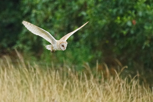 Western Barn Owl (Tyto alba) &gt;&gt;by Tim Birds 