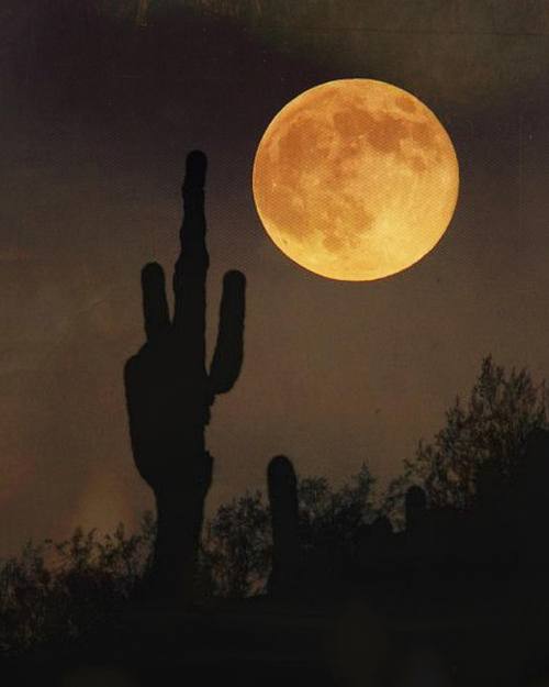 electricwest: Night night #electricwest #desertdreamin #pinterest #goodnightmoon