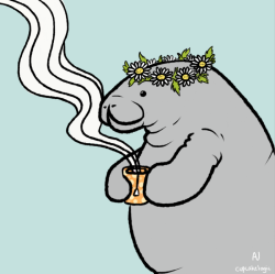 cupcakelogic:  chamomile manatea