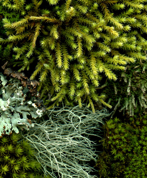 artpropelled:53903 moss and lichen (by horticultural art)