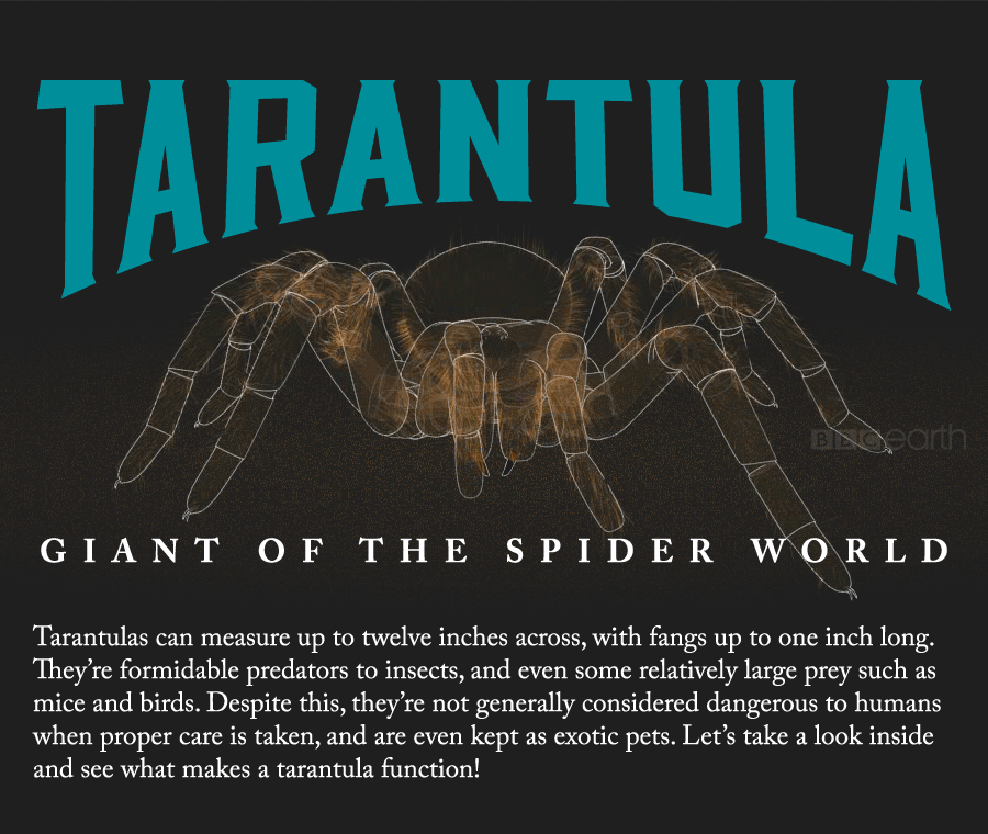 adorablespiders: all-thats-interesting:  Tarantulas: The Giants Of The Spider World