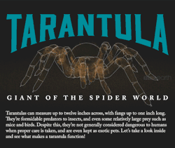 adorablespiders: all-thats-interesting:  Tarantulas: The Giants Of The Spider World Click here for more fascinating GIFs that explain the world around us.These incredible infographic-style GIFs were made by animagraffs.com.  This is amazing!!!! 