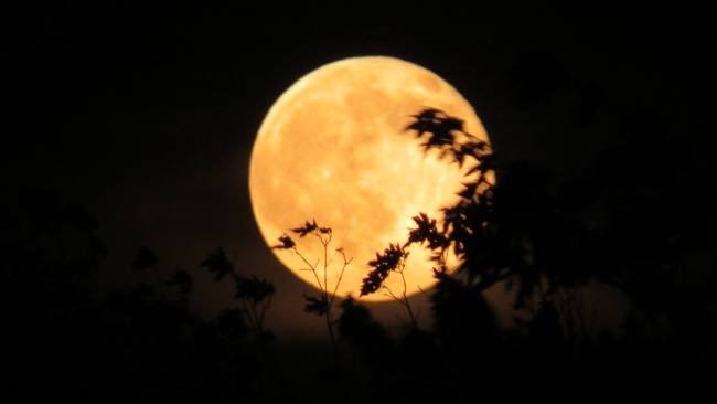 avocaedo:  cool photos of the harvest moon  