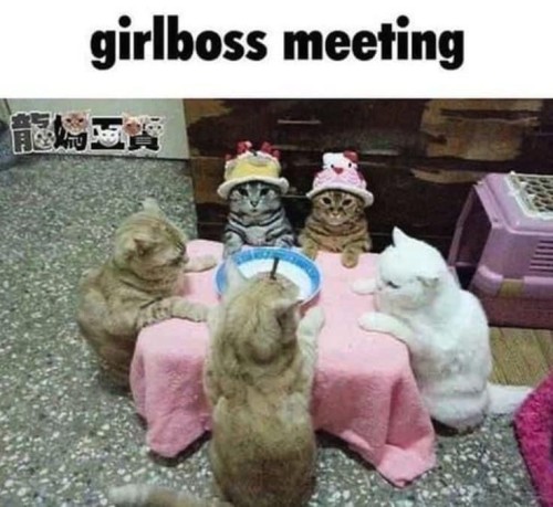 Marvel Characters As Cat Memes: