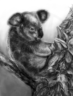 hustakillustrations:  Carbon dust koala I created for my zoological illustration class. For this assignment, we went to the local zoo and sketched an animal of choice, and then created a poster in a medium of choice, and I chose carbon dust.