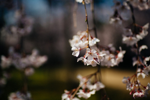 That blossom, gently into my heart. by sunnywinds* on Flickr.