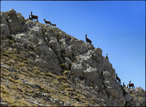 Isards a l’enforcadura del Pedraforca - www.fotopsia.org