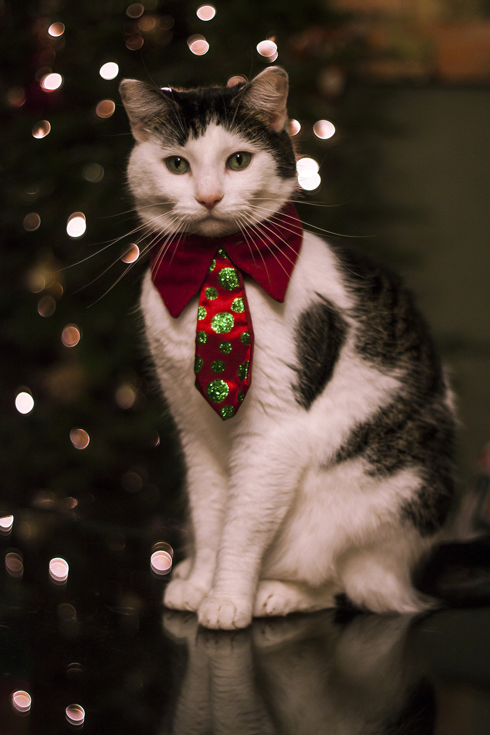 awwww-cute:  My wife insisted that I take Christmas pictures of our cat. It went