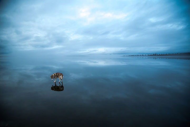 mymodernmet:Two Huskies Appear to Walk on Water Across the Surface of a Frozen Lake