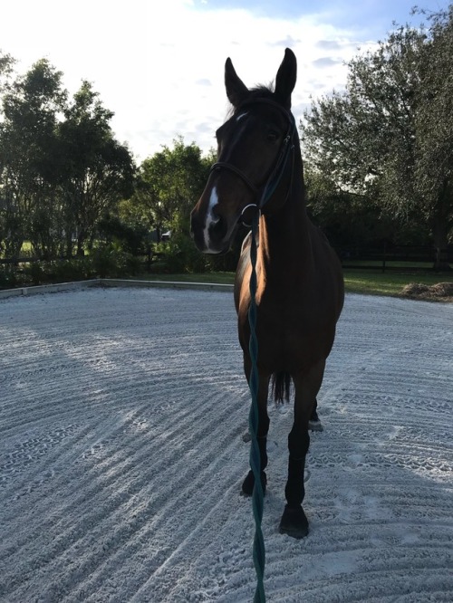 gucci-equestrian: early morning lunge