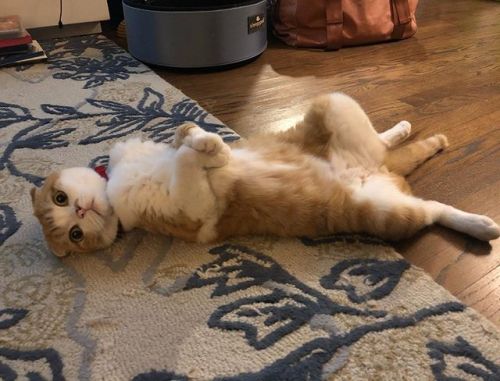 Let it all hang out #ねこ#고양이 #gato #gatito #cat #scottishfold