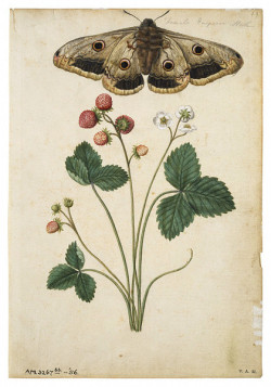 scientificillustration:  Wild Strawberry and Female Emperor Moth by Jacques Le Moyne de Morgues