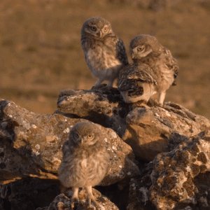 Full video: Baby owl feeding time, Jose Manuel Hiniesto