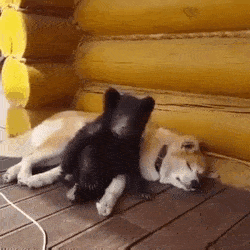dawwwwfactory:  Bear cub cuddles with dog